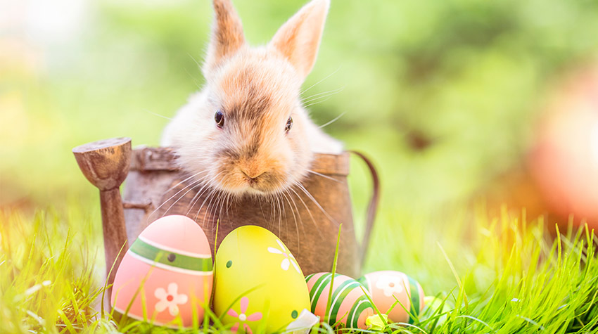 Warum werden Eier vom Osterhasen versteckt?
© Adobe Stock, drubig-photo