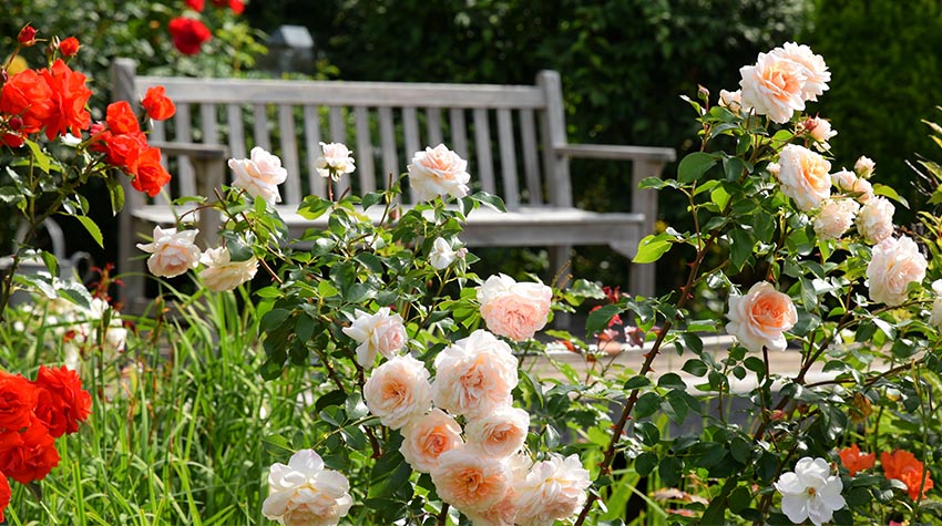 Ein blühender Rosenstrauch mit einer Sitzbank dahinter. © Adobe Stock, Kara
