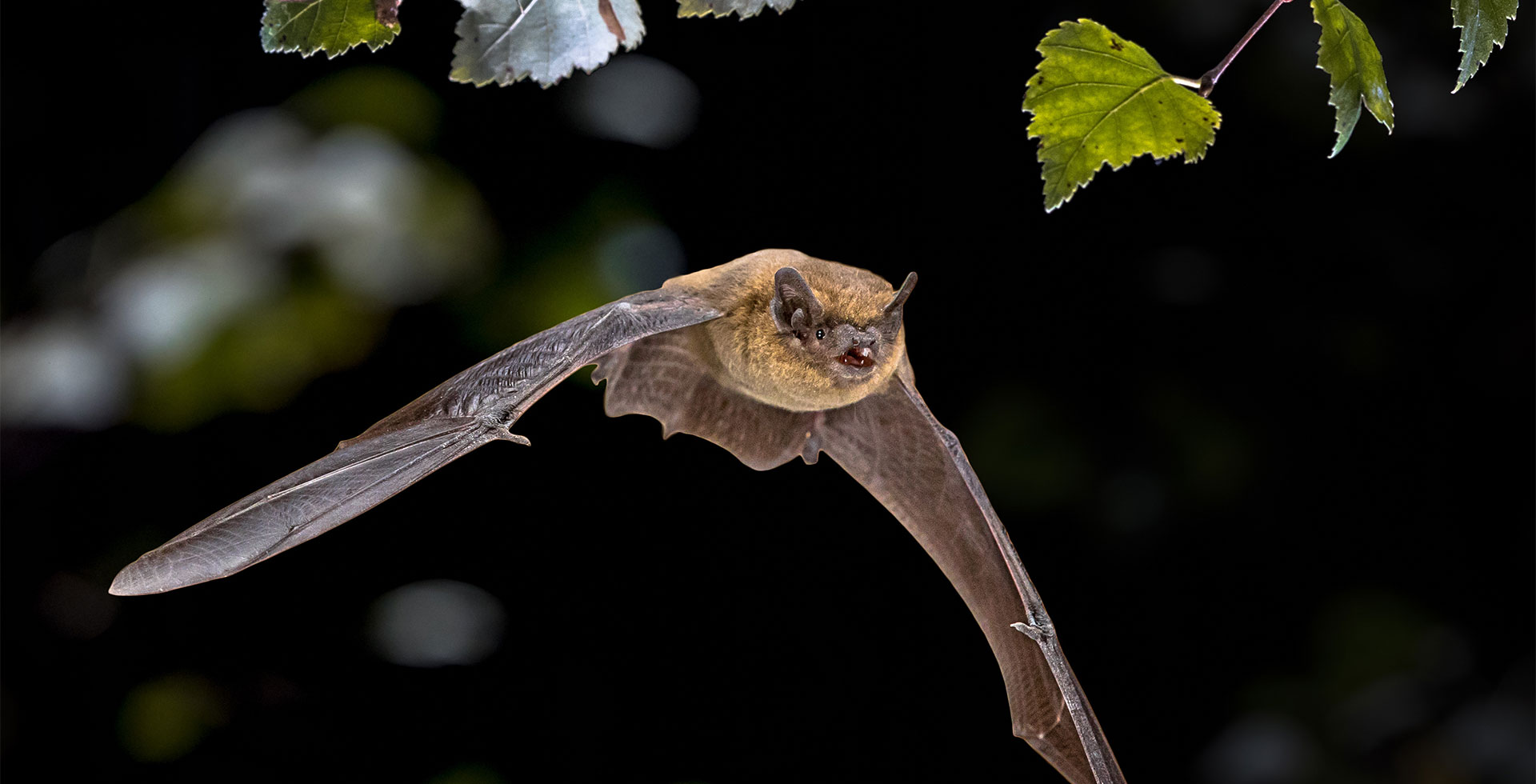 Wer hat Angst vor Dracula? – Fledermäuse auf Usedom entdecken