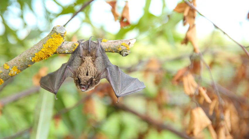 Eine Fledermaus, die an einem Ast hängt.  © Adobe Stock, Петр Смагин