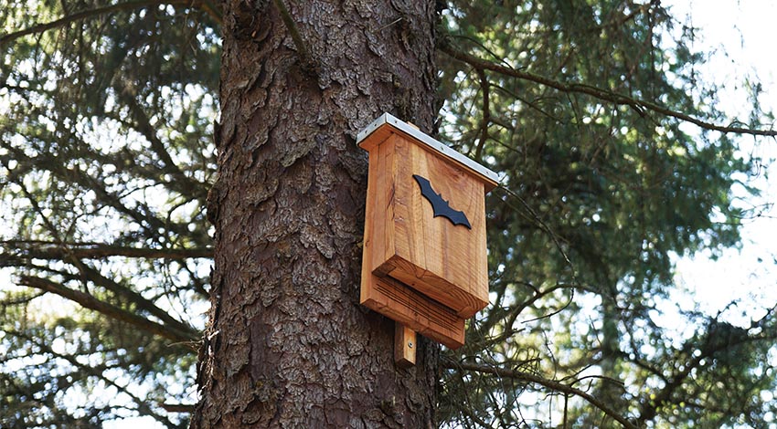 Ein Fledermauskasten an einem Baum mit einem Bat-Zeichen © Adobe Stock, Axel Bueckert 