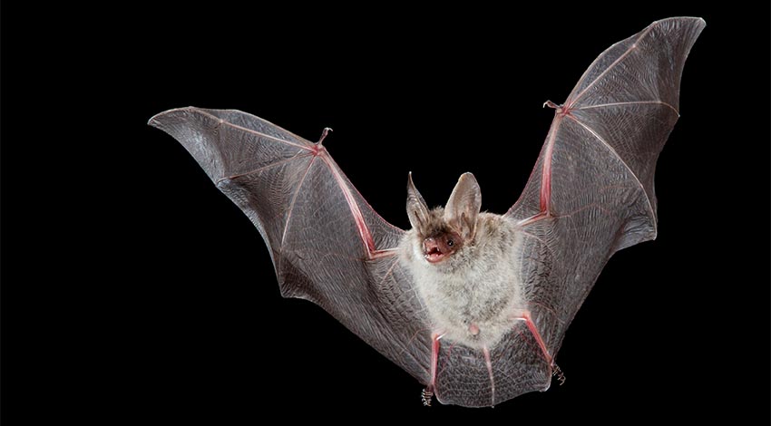 Großes Mausohr Fledermaus am Fliegen © Adobe Stock, AGAMI