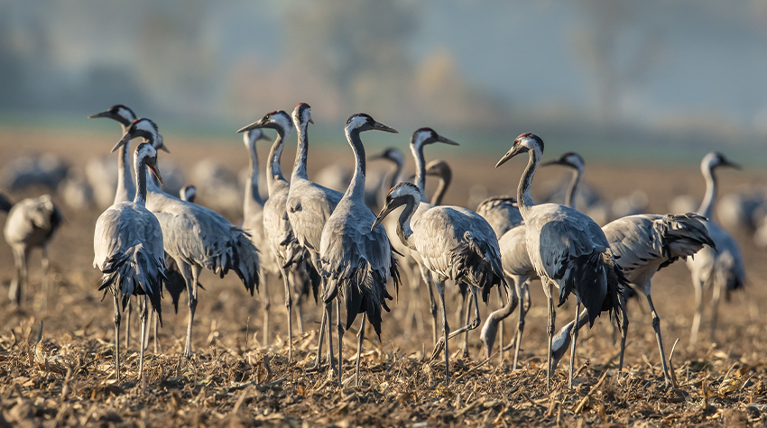 Viele Kraniche machen gerade Rast auf Usedom und suchen Futter auf einem Feld. © Adobe Stock, haiderose