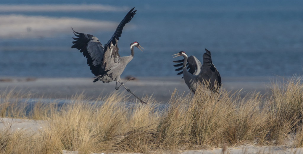 Zwei Kraniche tanzen gerade auf Usedom am idyllischen Sandstrand. © Adobe Stock, haiderose