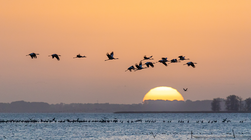 Mehrere Kraniche treten zum Morgengrauen ihre Weiterreise gen Süden auf Usedom an. Auf Usedom habt ihr sogar die Möglichkeit die Kraniche beim Tanzen hautnah zu beobachten. © Adobe Stock, Karl